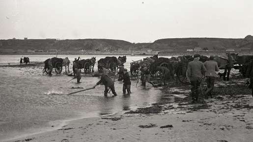 Islanders gathering vraic in St Ouen's Bay in 1938